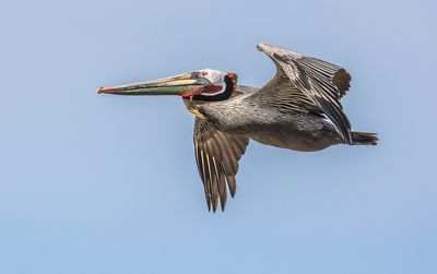 Pelican in Flight