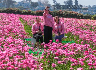 The Flower Fields