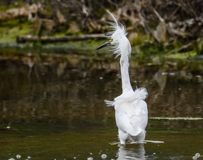 Shore and Water Birds