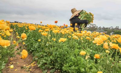 The Flower Fields