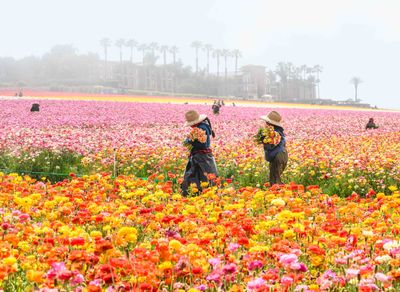 The Flower Fields
