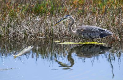 Shore and Water Birds