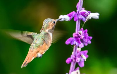 Hummingbirds