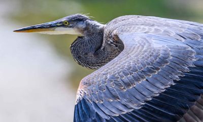 Shore and Water Birds
