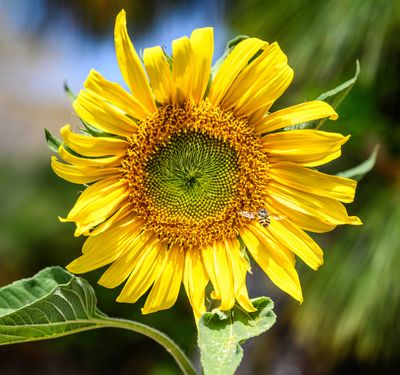 Honey Bees and Other Bugs
