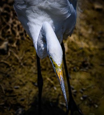 Shore and Water Birds