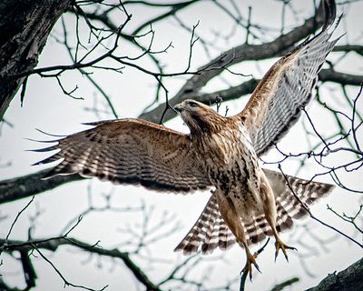 Red-Shouldered Hawk