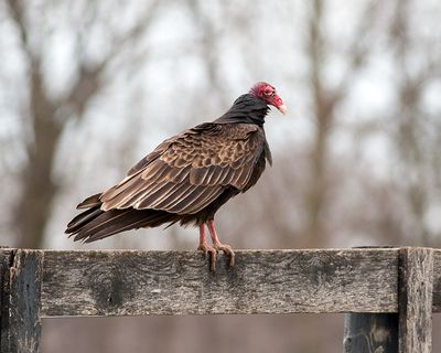 Turkey Vulture