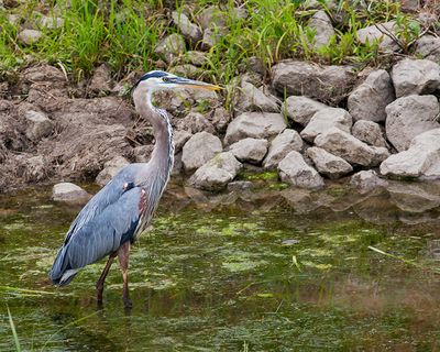 Great Blue Heron