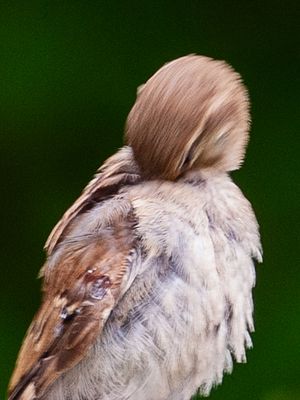 House Sparrow