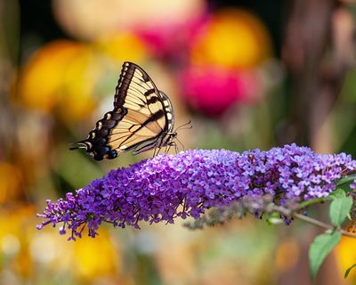 Eastern Tiger Swallowtail