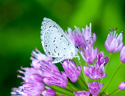 Summer Azure