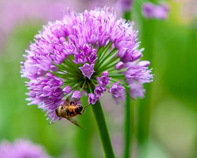 Honeybee on Allium