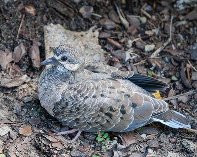 Fledgling Mourning Dove 