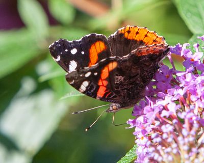 Red Admiral