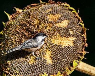 Chickadee Feast