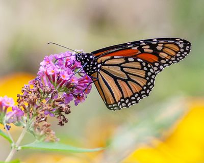 Monarch