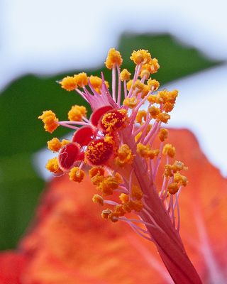 Hibiscus Abstract