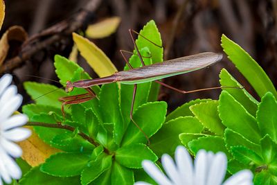 Praying Mantis