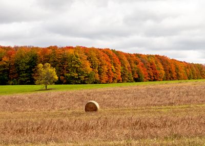 Autumn Red