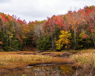 Beaver Dam