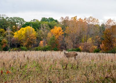 Autumn Deer