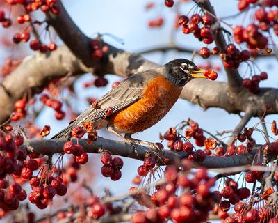 American Robin