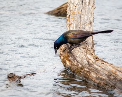 Common Grackle