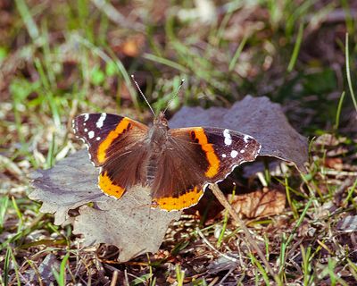 Red Admiral