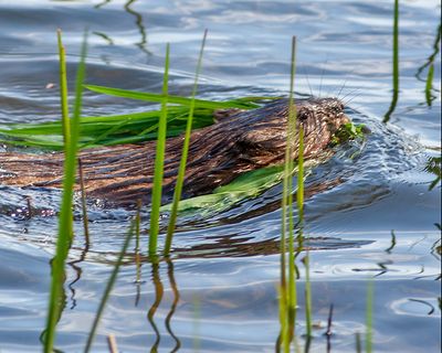 Busy Muskrat