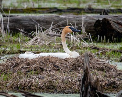 Nesting Trumpeter Swan