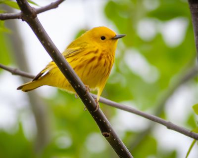 Yellow Warbler