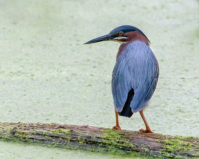 Green Heron