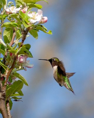 Ruby-Throated Hummingbird