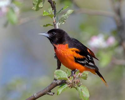 Baltimore Oriole