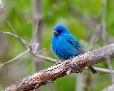 Indigo Bunting