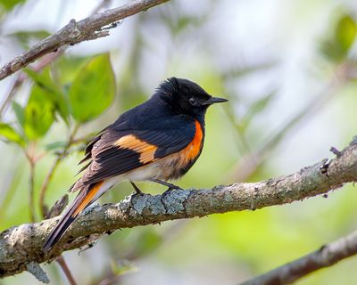 American Redstart