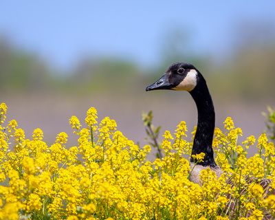 Canada Goose