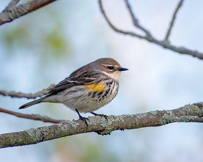 Yellow-Rumped Warbler