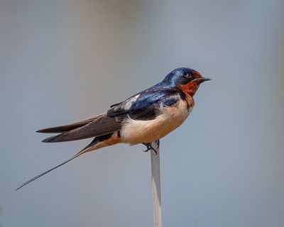 Barn Swallow