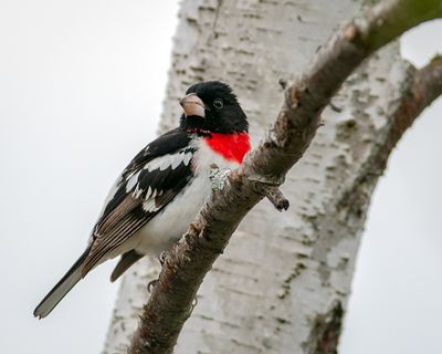 Rose-Breasted Grosbeak