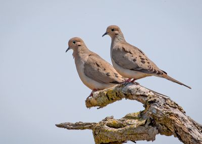 Mourning Doves
