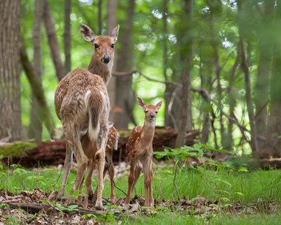 Mom and Twins