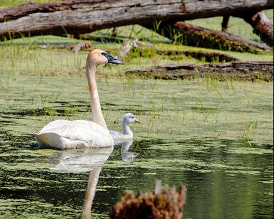 Trumpeter Swan and Cygnet
