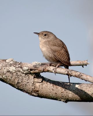 House Wren