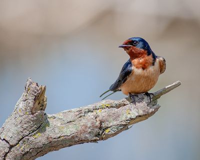 Barn Swallow