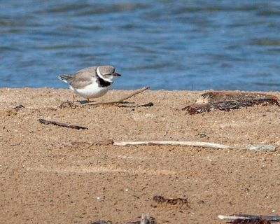 Endangered Piping Plover