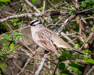 White-Crowned Sparrow
