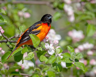Baltimore Oriole