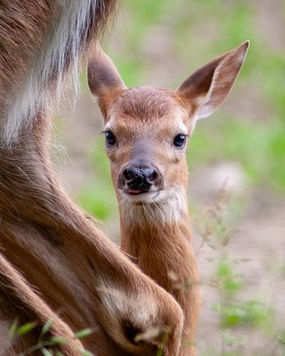 White-Tailed Fawn